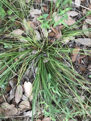Carex planostachys