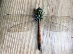 Polycanthagyna erythromelas