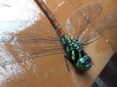 Polycanthagyna erythromelas