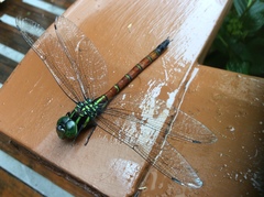 Polycanthagyna erythromelas