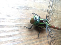 Polycanthagyna erythromelas