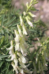 Astragalus racemosus