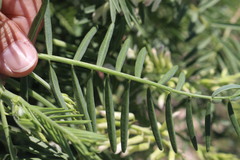 Astragalus racemosus
