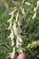 Astragalus racemosus