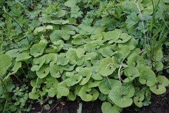 Asarum canadense reflexum