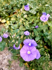 Convolvulus sabatius