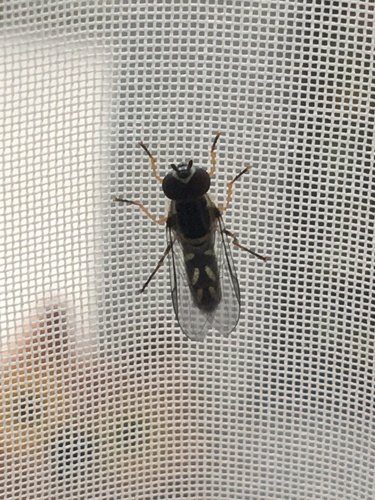 Allograpta piurana photo 6