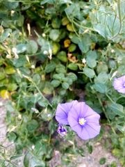 Convolvulus sabatius