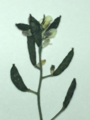 Draba nivalis