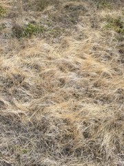 Muhlenbergia richardsonis
