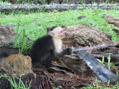 Cebus capucinus