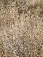 Muhlenbergia richardsonis