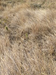 Muhlenbergia richardsonis