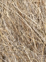 Muhlenbergia richardsonis
