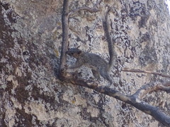 Sciurus nayaritensis