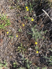 Potentilla arenosa