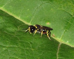 Ectemnius decemmaculatus