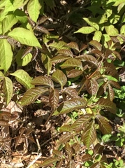Sambucus racemosa racemosa