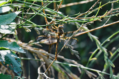 Neurocordulia xanthosoma