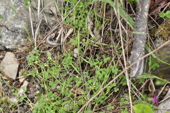 Trifolium microdon