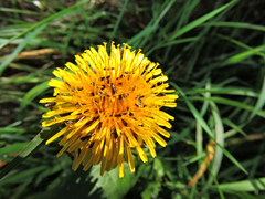 Glyphipterix simpliciella