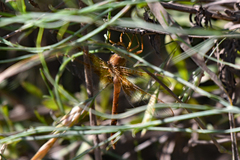 Neurocordulia xanthosoma