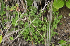 Trifolium microdon