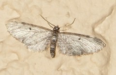 Eupithecia olivacea