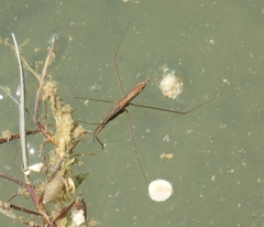 Limnoporus notabilis