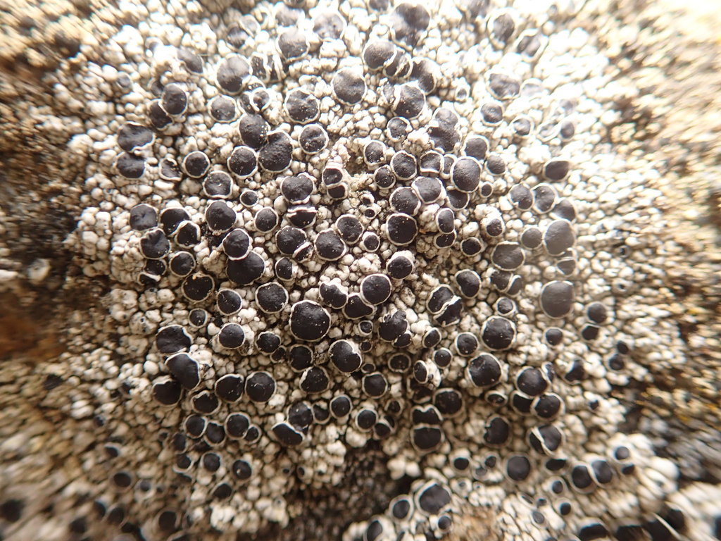 Bolander's Rinodina Lichen
