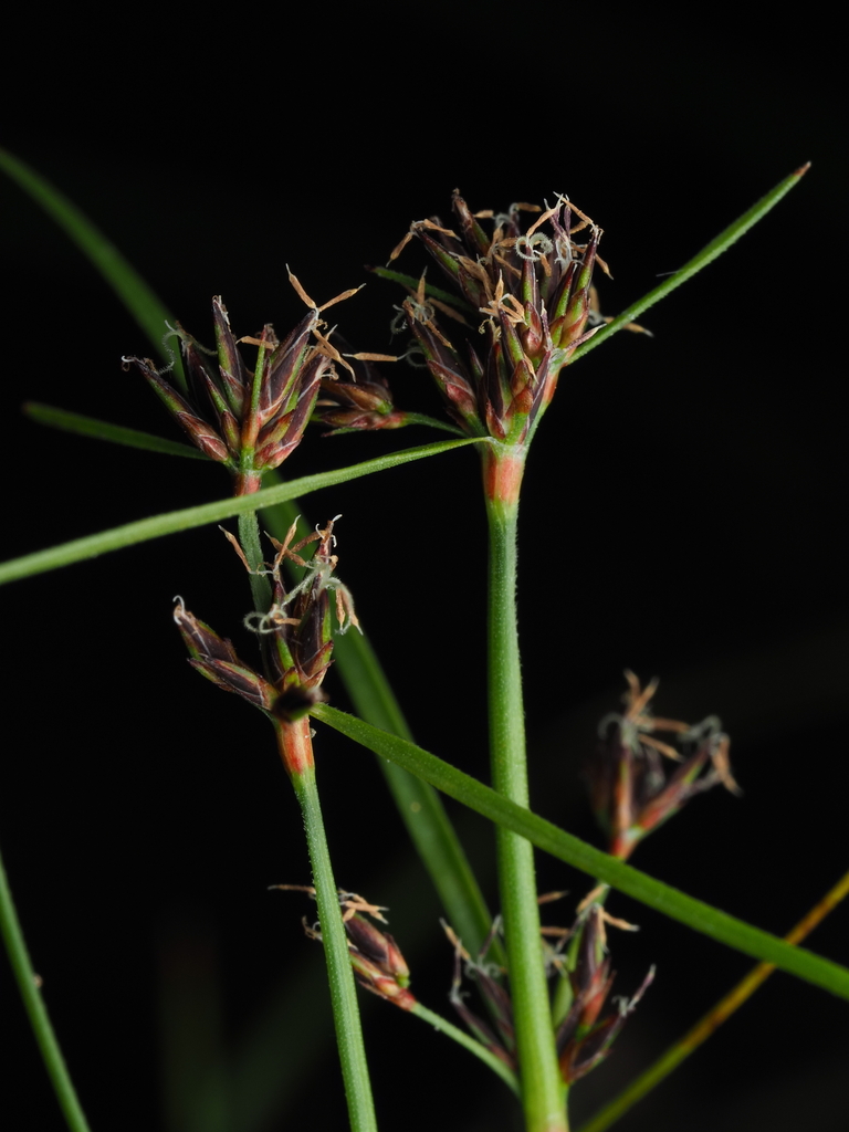 Schoenus apogon - Inner West indigenous plant