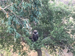 Semnopithecus vetulus