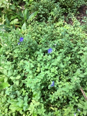 Evolvulus glomeratus