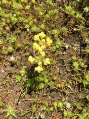 Castilleja campestris