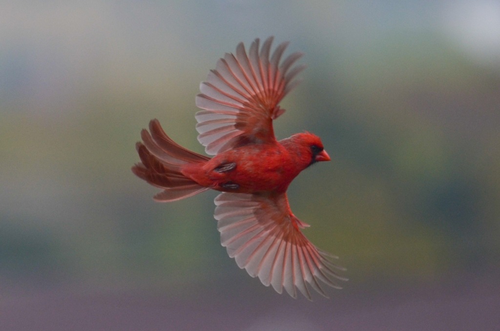 Northern Cardinal (Cardinalis cardinalis) - Avian Discovery