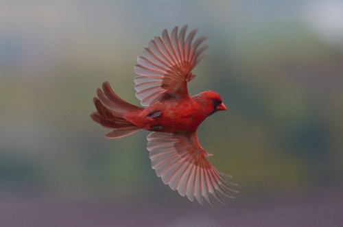 Northern Cardinal photographed in Vermont