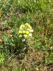 Castilleja campestris