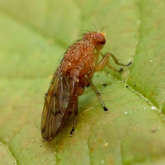 Suillia quinquepunctata