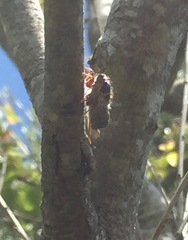 Massospora platypediae