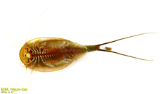 Triops longicaudatus