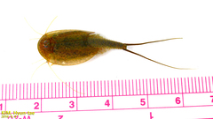Triops longicaudatus
