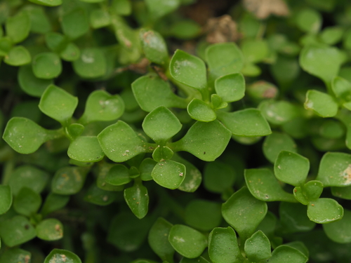 Image of Callitriche muelleri by (c) Saryu Mae 前 朝琉, some rights reserved (CC BY)