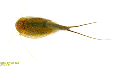 Triops longicaudatus