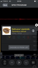 Pipistrellus nathusii