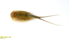 Triops longicaudatus