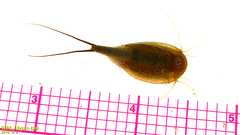 Triops longicaudatus