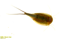 Triops longicaudatus