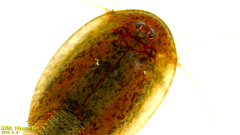 Triops longicaudatus