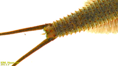 Triops longicaudatus