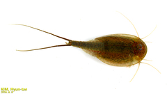 Triops longicaudatus